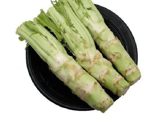 植物百科|棒菜又叫什么名字