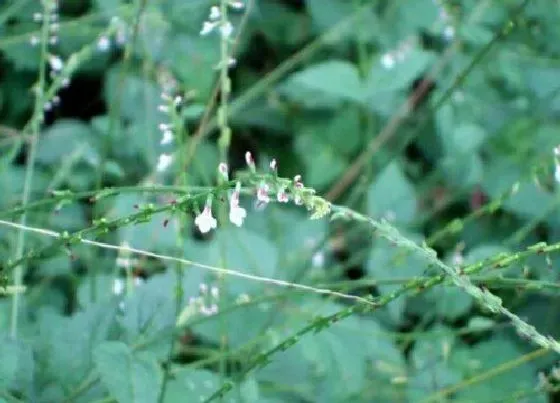 植物百科|透骨草在农村叫什么