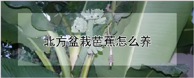 北方盆栽芭蕉怎么养 | 耕种资料