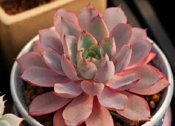 植物种类|多肉哪个品种好看