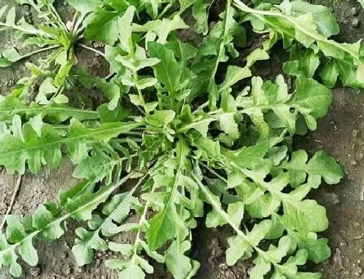 植物百科|地菜又叫什么名字