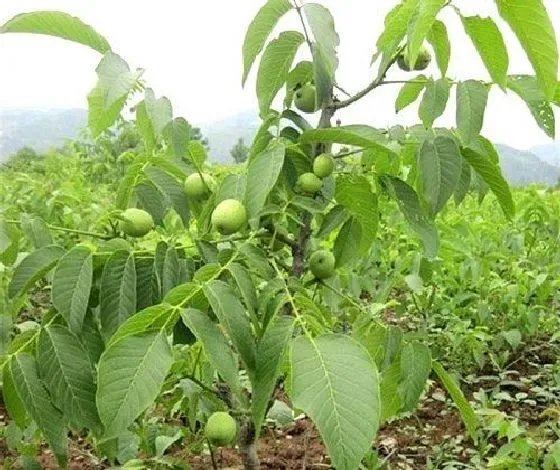 植物修剪|核桃树什么时候剪枝合适 几月修剪为最佳时间