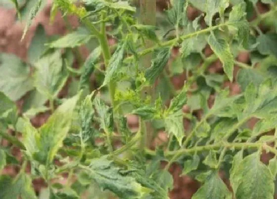 植物病害|番茄花叶病症状及防治方法