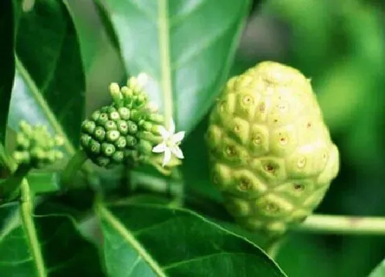 食用技巧|海滨木巴戟果实怎么吃 巴戟果的吃法和功效作用