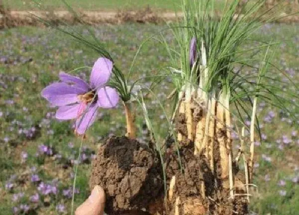 养殖科普|怎样种藏红花种球 藏红花球茎栽培与种植方法