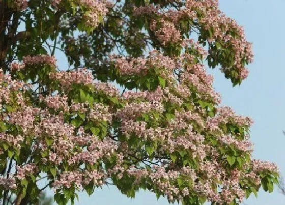 植物种类|楸树是什么树种 别名叫什么
