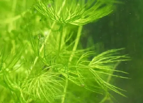 植物种类|改善鱼缸水质最强的水生植物（净化水质的水养植物品种）