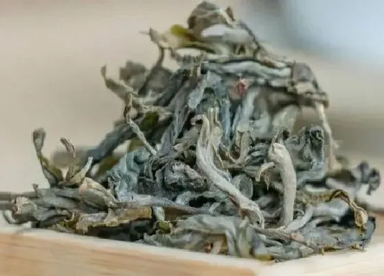 食用常识|古树茶属于什么茶类档次 古树普洱茶生茶还是熟茶