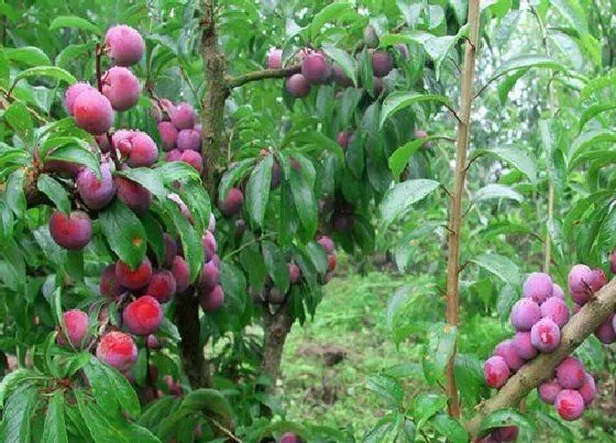 种植管理|脆红李几年结果实