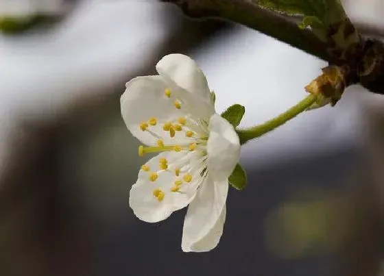 植物病害|梅花长什么样子图片 冬天梅花开花时好看的的样子