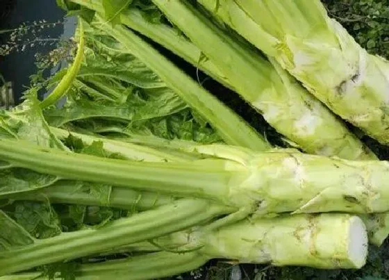 植物百科|棒菜又叫什么名字
