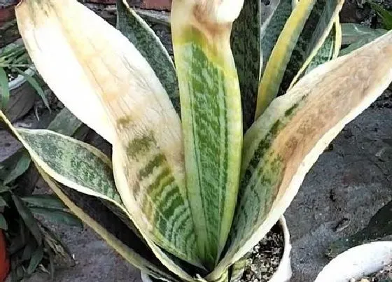植物百科|释放氧气的花卉有哪些