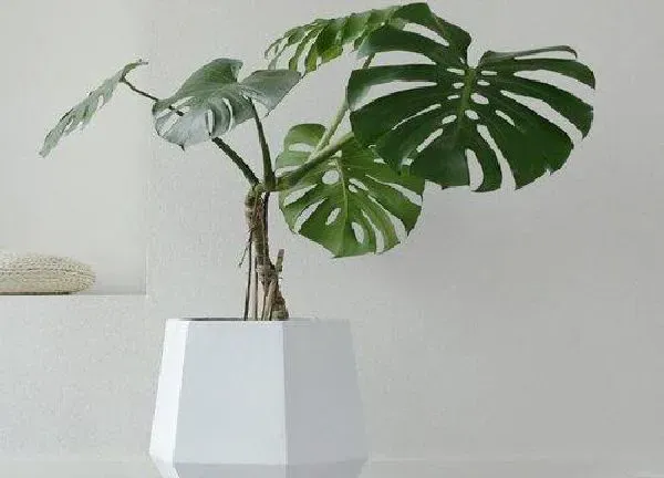 植物浇水|龟背竹夏天多久浇一次水