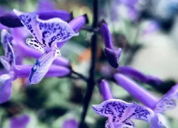 植物浇水|薰衣草多久浇一次水