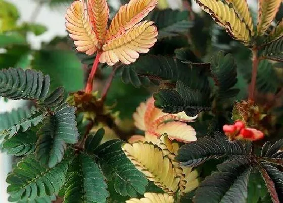 植物百科|含羞草几年生植物