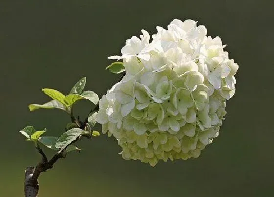 植物种类|白绣球是被子植物吗