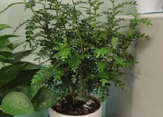 植物百科|清香木的繁殖方法及注意事项 最佳繁殖栽培时间