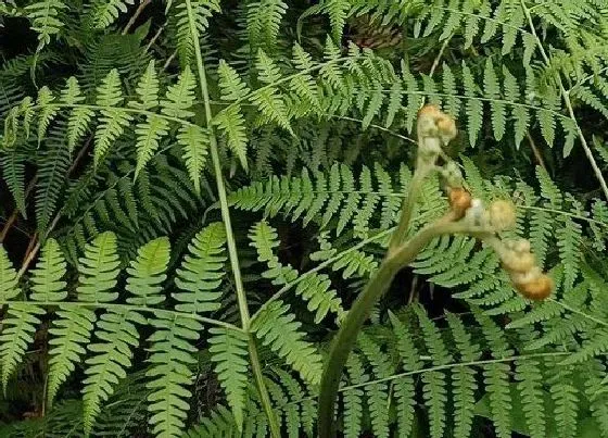 果实成熟|蕨菜什么时候采摘 山上的蕨菜几月份采摘