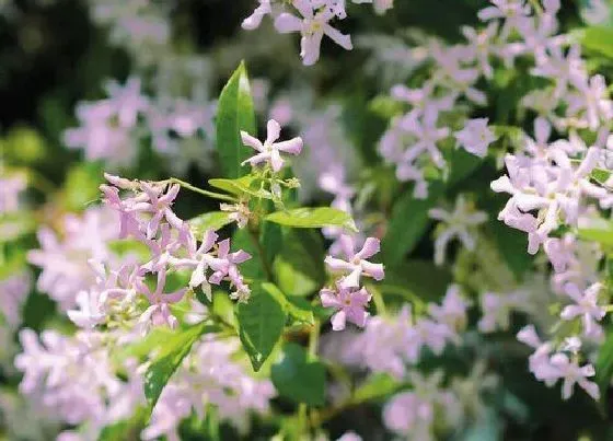 植物修剪|风车茉莉怎么修剪方法