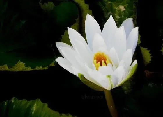 植物施肥|花草浇什么肥料合适