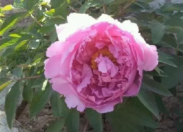 养殖科普|牡丹花喜不喜欢阳光