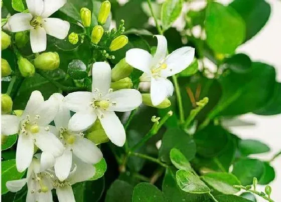 花期|九里香多久开花一次