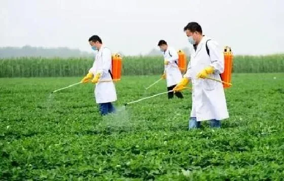 植物施肥|种花生用什么含量肥料最好高产，种植花生需要施什么肥料）