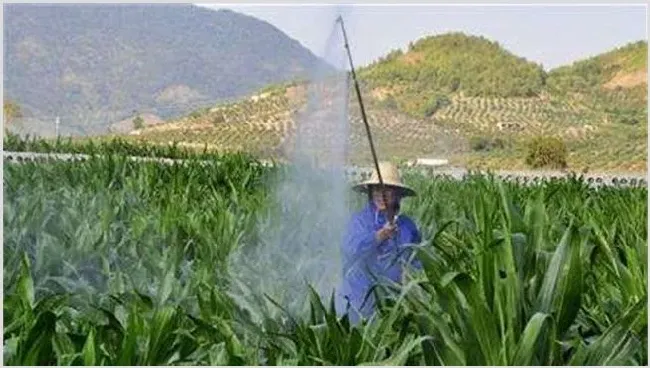 叶面肥喷施注意事项 | 植物病害