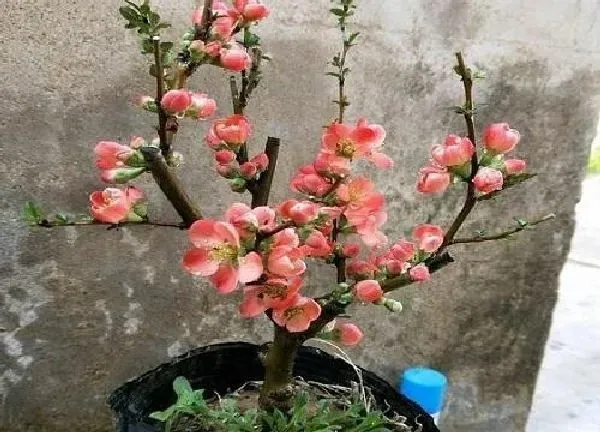 养殖方法|四季海棠怎么养家庭养法