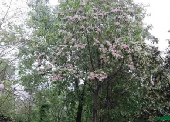 植物种类|楸树是什么树种 别名叫什么
