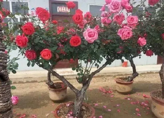植物嫁接|嫁接月季花用什么砧木最好，树状月季花砧木有几种选择）