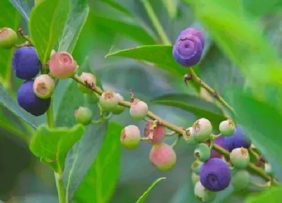 果实成熟|山东蓝莓什么时候成熟