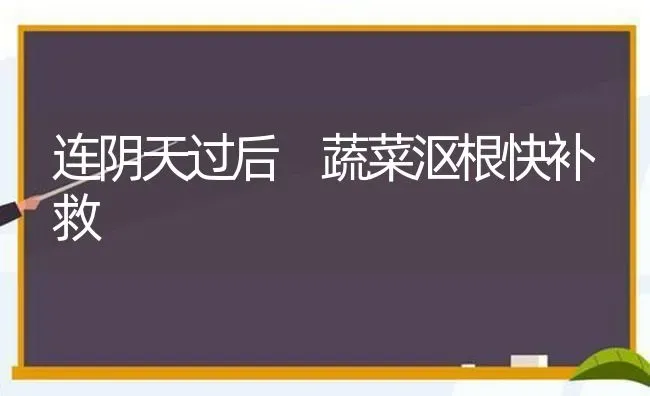 连阴天过后 蔬菜沤根快补救 | 蔬菜种植