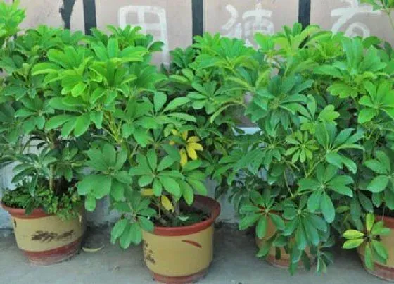 植物毒性|鹅掌花有毒吗 可以放在室内养吗