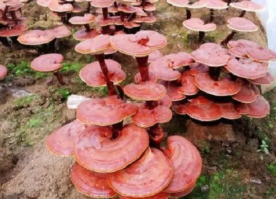 植物产地|野生灵芝哪里产的最好