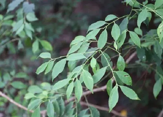 植物百科|刺冬青又叫什么树