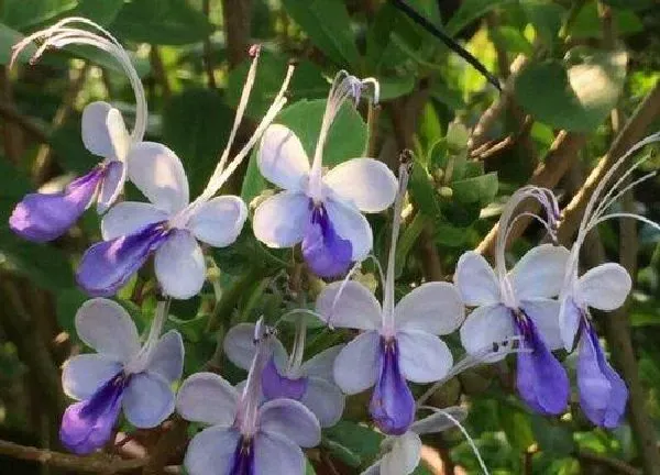 养殖科普|蝴蝶花开花后怎么处理