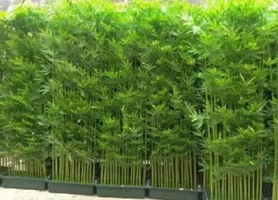 摆放常识|门前不栽竹房后不栽树什么意思（农村住房门口能栽竹子吗）