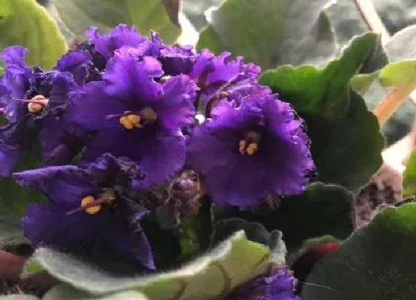 植物换土|非洲堇换土时间和方法