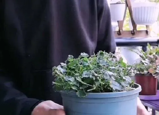 植物修剪|纹瓣悬铃花怎么修剪方法