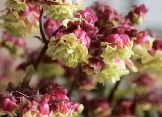 植物种类|长寿花是木本植物吗