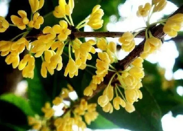植物浇水|多菌灵可以浇桂花吗