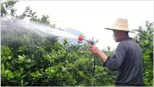 叶面肥喷施注意事项 | 植物病害