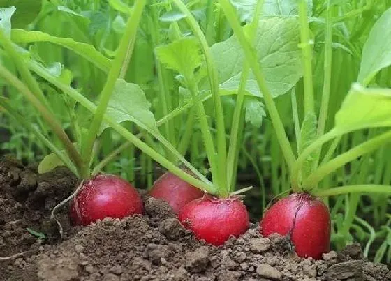 种植管理|水萝卜的种植方法和时间 最佳播种时间