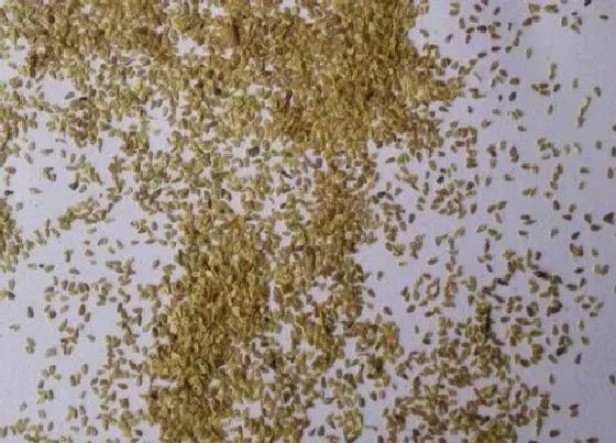 植物播种|雏菊种子怎么种植