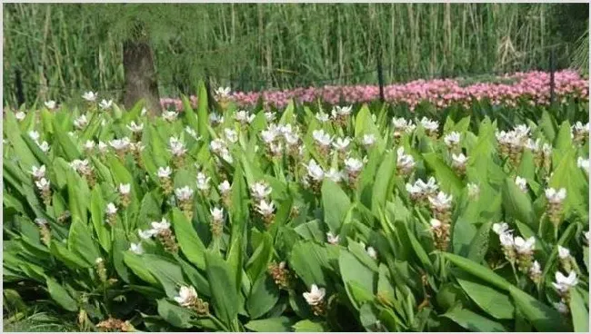 姜黄种植需要注意什么 | 种植资料