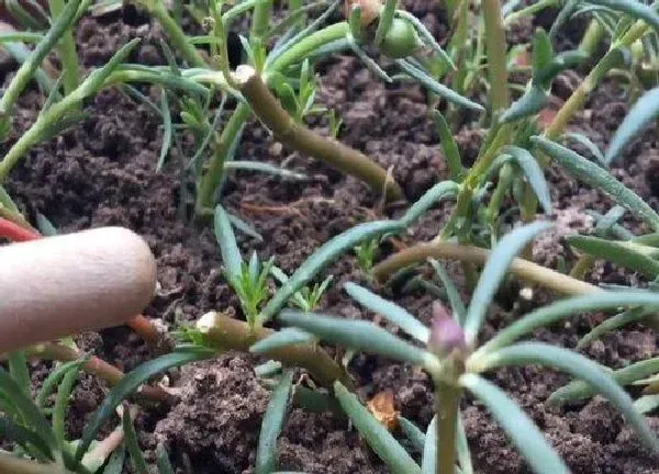 植物扦插|太阳花可以扦插吗