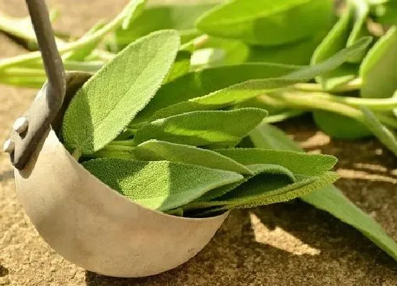 果实成熟|秋茶什么时候采摘