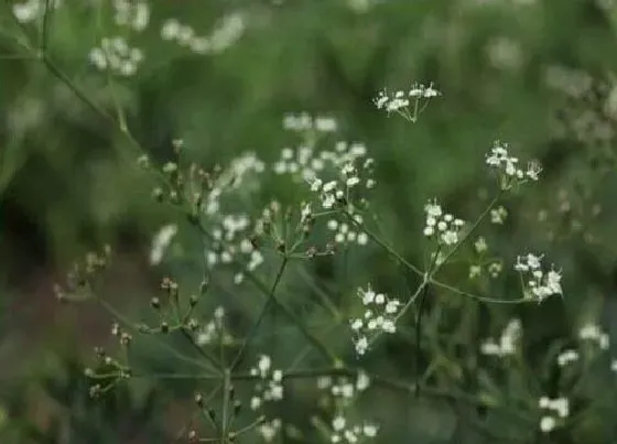 种植管理|防风几月份种植合适