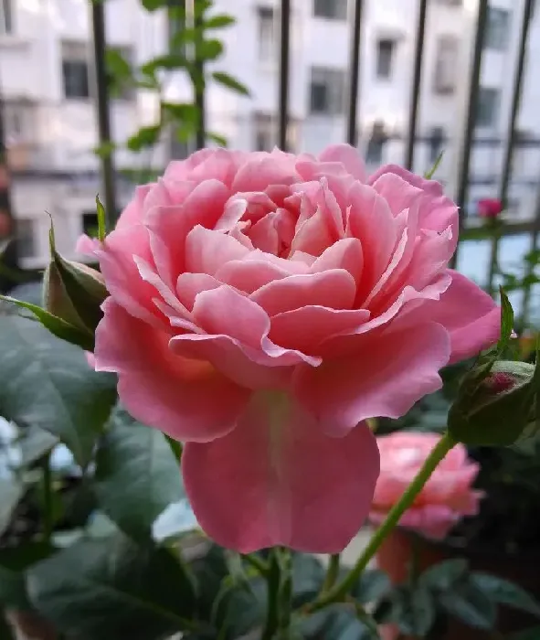 植物百科|芳香王阳台月季优缺点（芳香王香味浓单花花期长又耐阴）